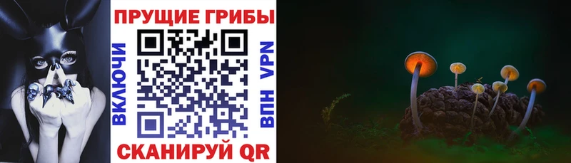 Псилоцибиновые грибы MAGIC MUSHROOMS  OMG как войти  Кудрово 